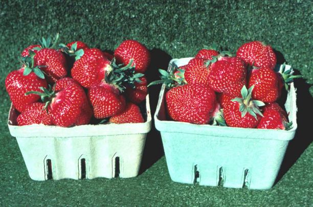 The Honeoye strawberry was named and commercialized in 1979, according to Cornell AgriTech.