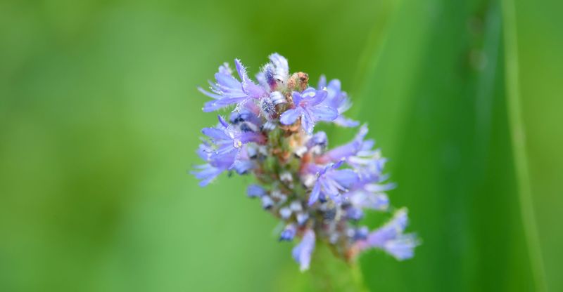 Pollen collects on a flower Wednesday, July 8, 2026 at Conestee Park in Greenville, South Carolina.
