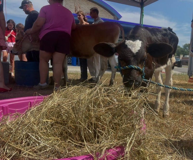 Chug, a Holstein cow from Leibeck Farm, eats hay during Brockport 7 Brew's Cow Appreciation Day event.