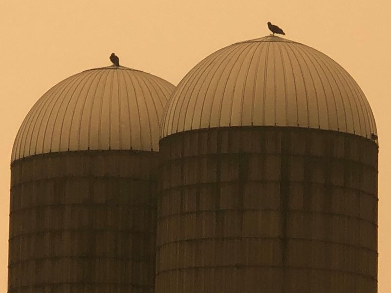 Two birds sit atop two silos in Farmington.
