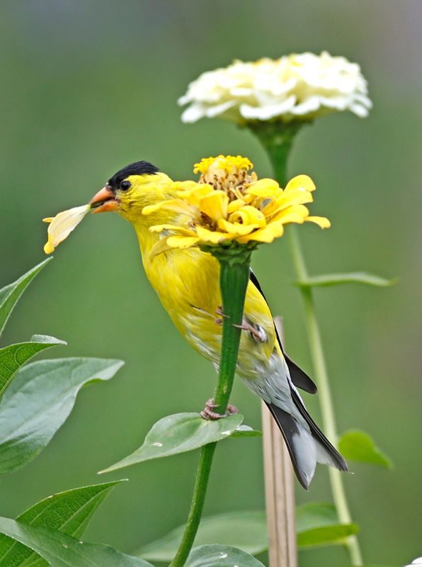 An American goldfinch takes a zinnia pedal on Tuesday, July 28, 2026, in the gardens at "Peace Field" or the "Old House," the residence of John and Abigail Adams. The National Historic Park gardens are open for visitors. The 1731 home, bought by Adams in 1788, was also home to John Quincy Adams and Louisa Adams.
