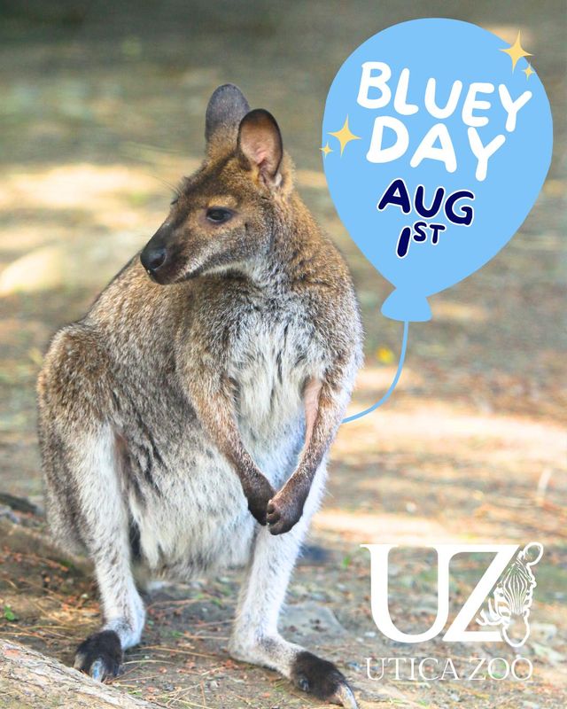 A Bennett's wallaby stands ready to greet fellow Australian Bluey and other visitors when the cartoon dog visits the Utica Zoo on Aug. 1, 2026. Zookeeper talks that day will highlight Australian species in the zoo, including its five wallabies: Chrissy, Cheddar, Tapioca, Sriracha and Peanut.
