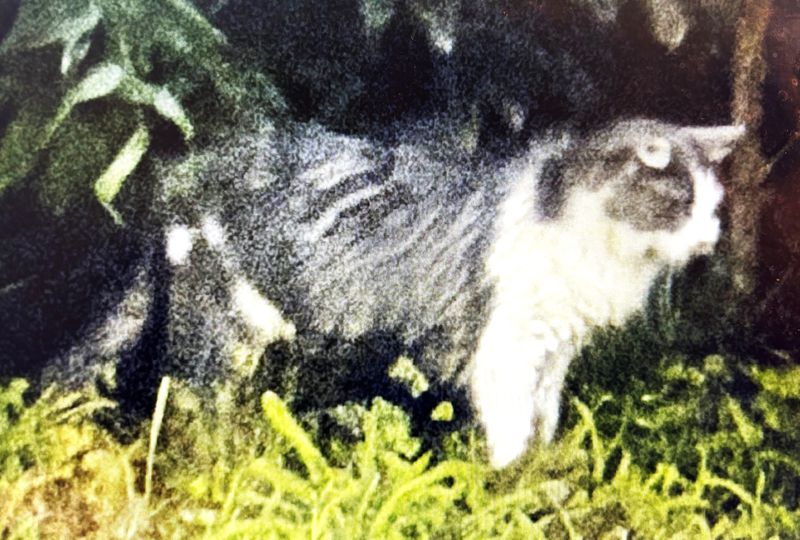 Chemung County health officials are on the lookout for this cat, which may be rabid, and are seeking anyone who may have been bitten by it. The cat was last seen Aug. 13 on Elmira's Southside.