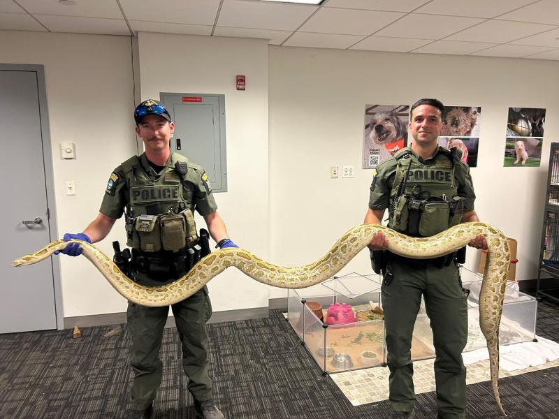 New York environmental conservation police officers hold a Burmese python confiscated after its owner was spotted showing off the illegal snake to a crowd on the Coney Island boardwalk.