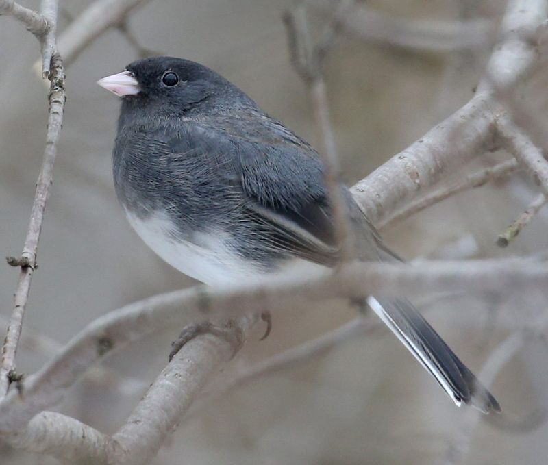 Dark-eyed Junco at Tinker Nature Park in Henrietta, NY Monday, March 20, 2017.