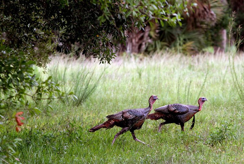 Wild turkeys appear to be especially plentiful this most recent hunting season in areas that saw cyclical cicada hatches in 2025.