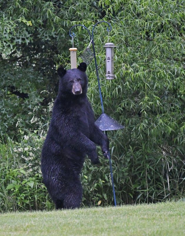 A black bear visits bird feeders in the backyard of a home in Wadsworth. in Medina County. Wildlife officials put the number of black bears in Ohio at 50 to 100, with most venturing into the state from Pennsylvania and West Virginia. [Dispatch file photo]