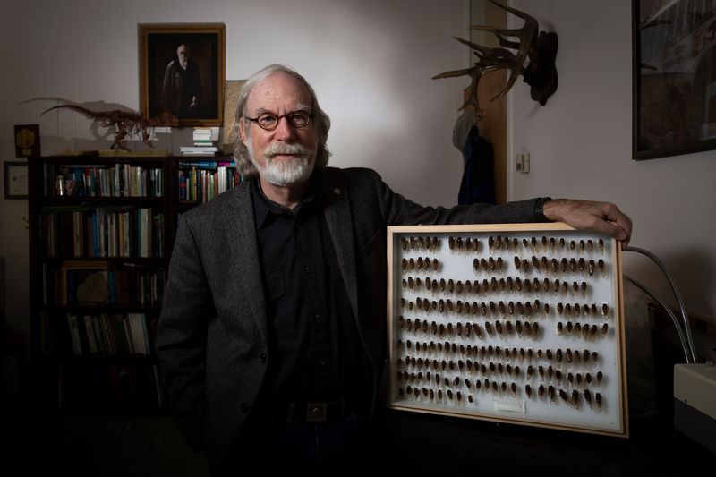 Gene Kritsky, professor emeritus of biology at Mount St. Joseph University in Cincinnati, stands with a case of preserved cicadas in his office in 2021.