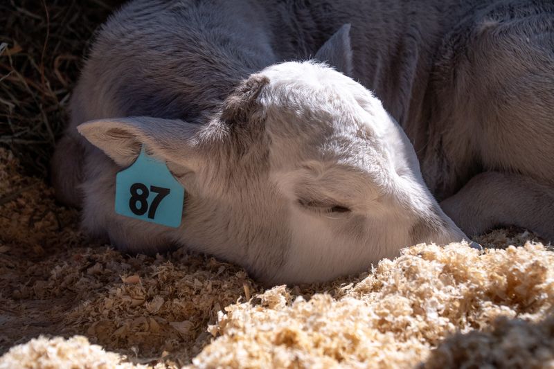 A newborn calf snoozes in the late morning sun during in March 2024, at McDonalds Greenhouse and Corn Maze. A petting zoo is one of the many activities offered at McDonalds, located at 3220 Adamsville Road in Zanesville