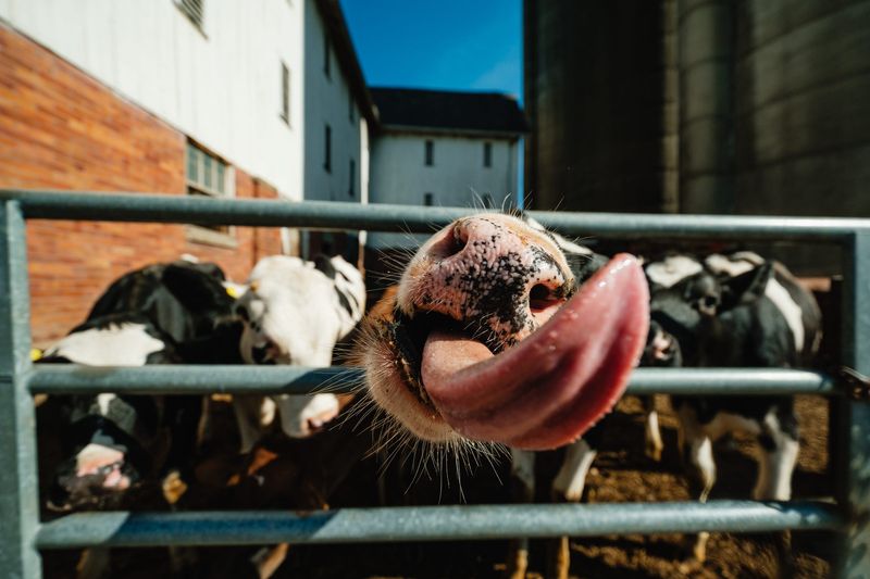 This unusual and eye-catching photo was taken as Friends of Ohio Barns was touring Steam Valley Farms in April 2024, when a cow attempted to lick one of the members passing by. This is one of 10 photos entered into the Best of Gannett photo contest.