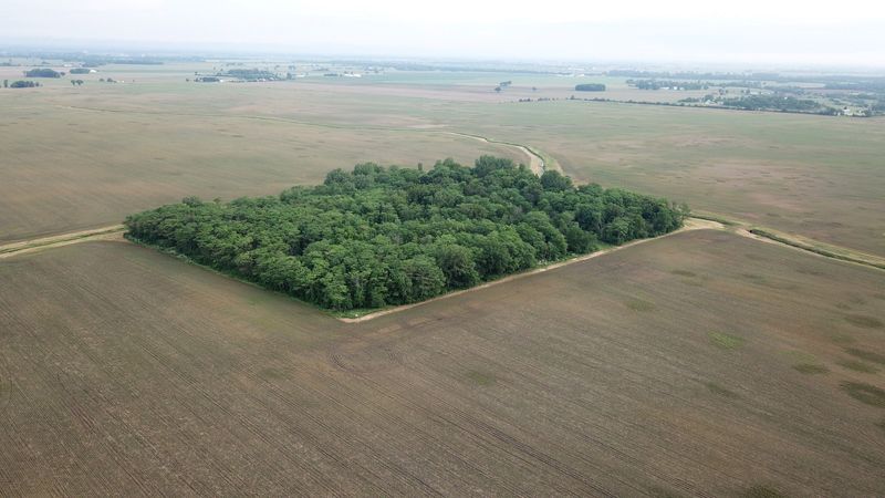 A stand of trees remains in the middle of Madison County farmland east of State Route 29 owned by Microsoft founder Bill Gates that could become part of Oak Run Solar Farm, in this May 2024 file photo. The Ohio Supreme Court said that the Ohio Power Siting Board needs to re-consider the visual plan for the project.