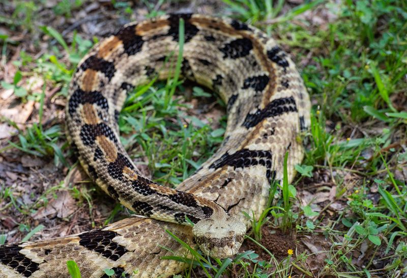 The timber rattlesnake, which can be found in southern Ohio, is one of the most venomous snakes in the northeastern United States.