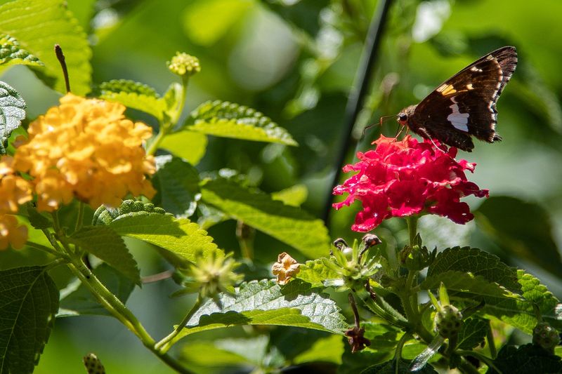 Silver-spotted skipper on a hanging basket of lantanas in Joe Derek's backyard in Farmington Hills on Tuesday, June 11, 2024.