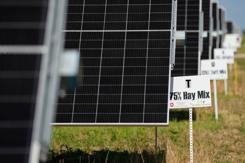 Jul 11, 2024; Mechanicsburg, OH, USA; Crops grow between the rows of solar panels at Madison Fields Solar Farm. Ohio State researchers studying agrivoltaics, the use of agriculture in solar fields, have partnered with Savion, operator of the 180-megawatt solar facility, to try to tackle the issue of solar on prime farmland.