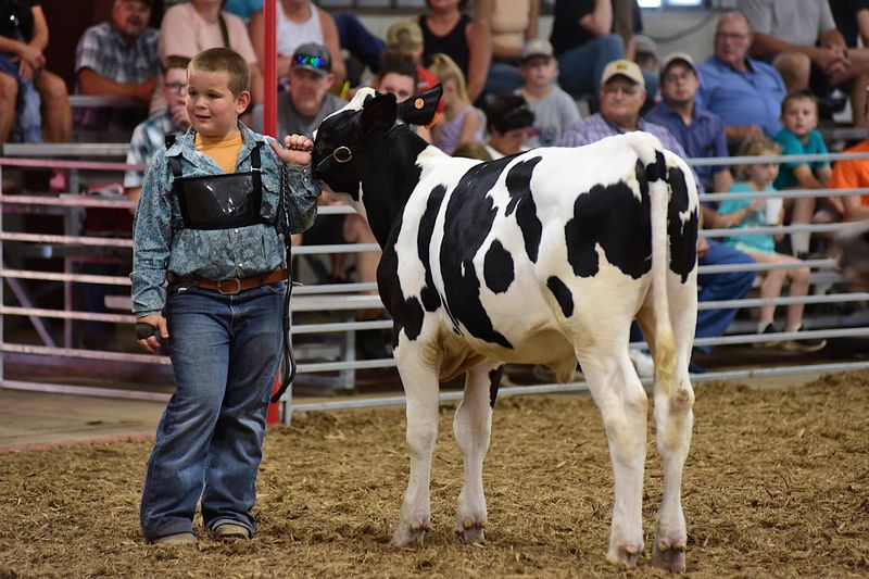 The Junior Fair dairy feeder showmanship, dairy feeder show and Holstein steer show will be held at 11 a.m. Tuesday at the Crawford County Fair.