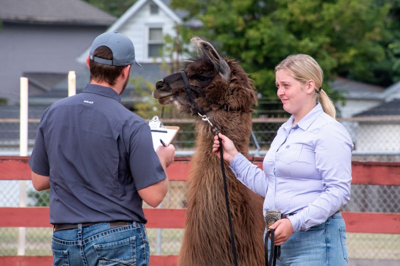 Olivia Geyer (beef champion) participates in the 2024 Muskingum County Fair Greatest Showmen competition.