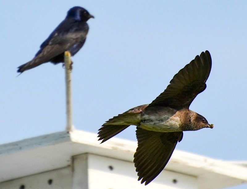 Purple martins will be celebrated at the Buckeye Martinfest June 28 at the North Reservoir Boat Launch in the Portage Lakes area.