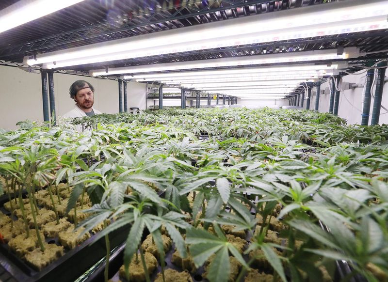 Pete Nischt, vice president of compliance and communications at Klutch Cannabis, looks over plants that are in the beginning phase of their growth cycle at the company's Akron grow facility on Thursday, Nov. 14, 2024.