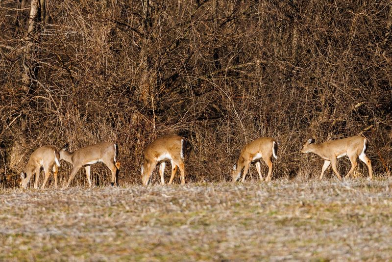 Ohio hunters can pursue antlerless deer all season long by purchasing a discounted $15 per permit.