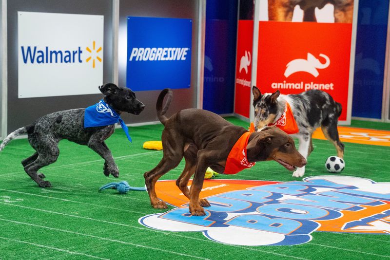 The 2025 Puppy Bowl.
