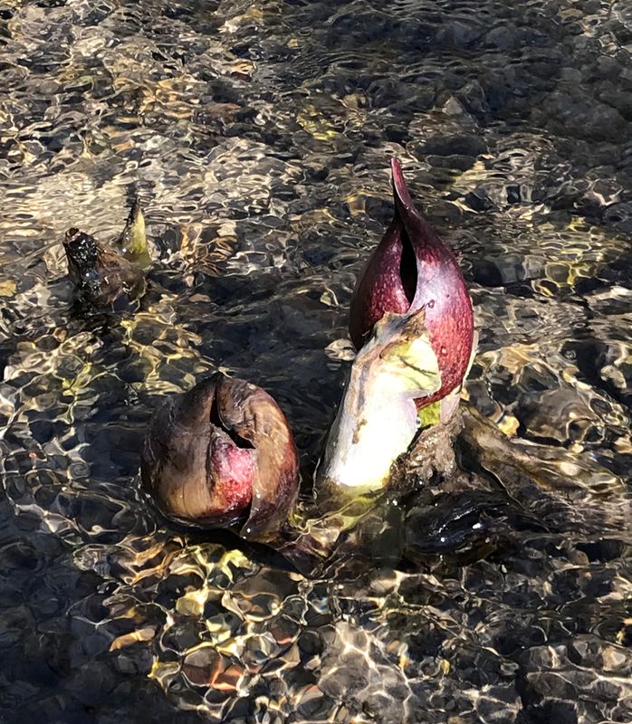 At the foot of a waterfall, skunk cabbages poke through the icy water.