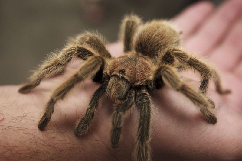 A tarantula can use its fangs to inflict a bite, or it can use its barbed and mildly venomous abdominal hairs, according to desertusa.com. Tarantulas cause no long-term damage in most cases.