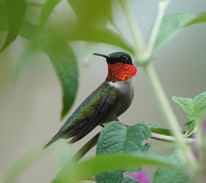 A ruby-throated hummingbird in Millsboro, Delaware.