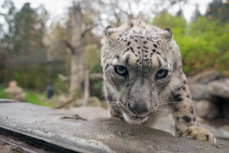 Renji, a resident of the Cincinnati Zoo & Botanical Garden, has bred but not delivered cubs. The zoo's Center for Conservation and Research of Endangered Wildlife, called CREW, monitored her hormone levels in the past to assess her fertility.
