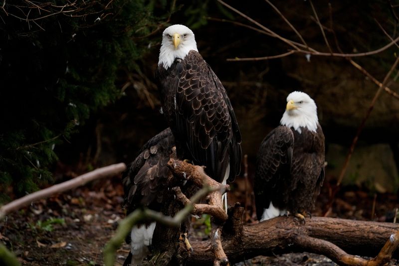 Bald eagles stand in the rain at the Cincinnati Zoo and Botanical Garden in Cincinnati on Monday, March 31, 2025.