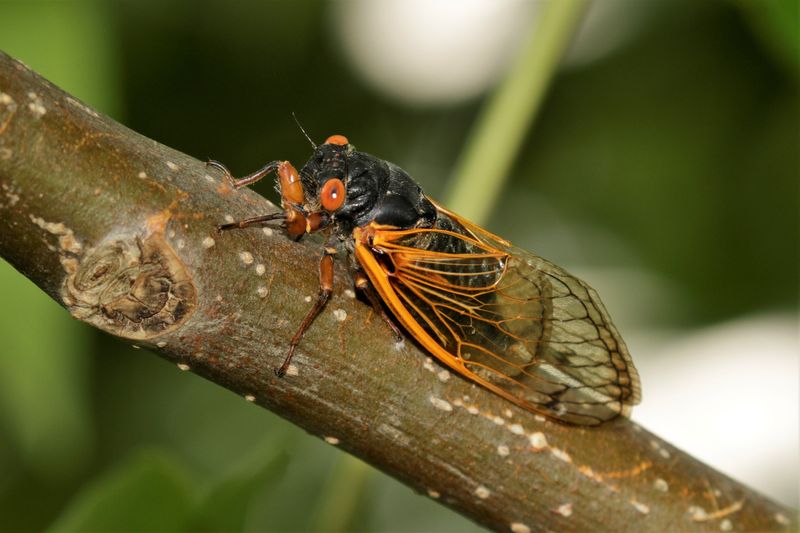 A periodical cicada emerges every 13 or 17 years, depending on the brood. It is black with red eyes, different from an annual cicada, which will be larger with a green to black body.