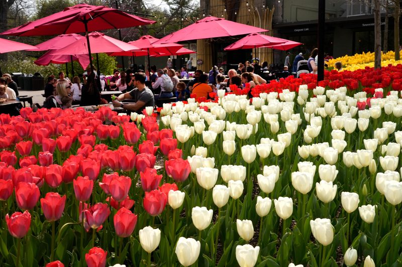 At Cincinnati Zoo's Zoo Blooms event, see more than one million daffodils, hyacinths, flowering trees, shrubs and other spring bulbs.