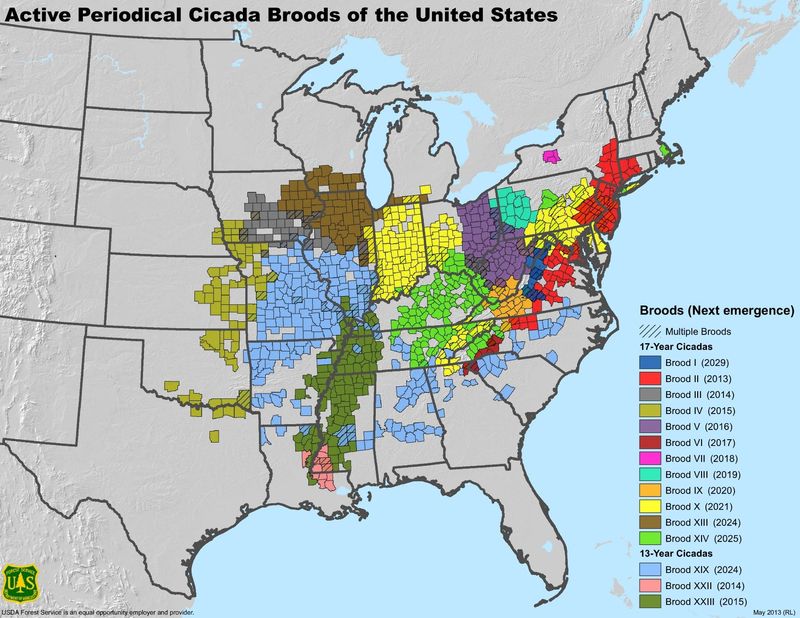 A map of the periodical cicada broods in the U.S.
