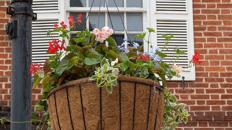 Red and white wax leaf begonias make up part of this patriotic flower basket.