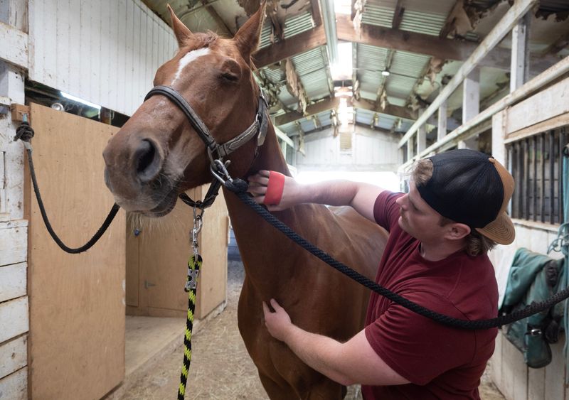 Colton Weber, manager of the Butterbridge Stables in Lawrence Township, grooms Boomer.