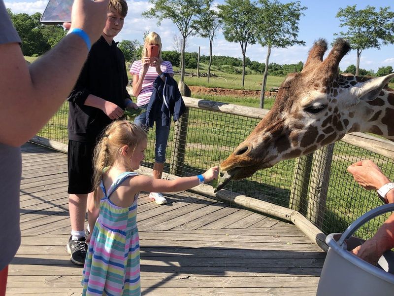 A Kid Again brought families of kids with life-threatening conditions to the Columbus Zoo and Aquarium on June 6 for its DreamNight at the Zoo Adventure.