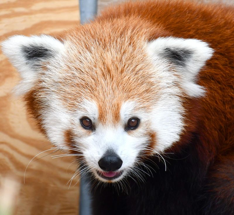 The Akron Zoo has a new Red Panda named Sundara.