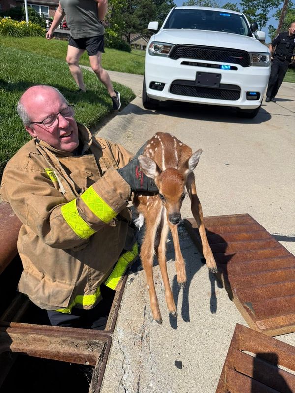 Fort Wright Fire Chief Steve Schewe and his team rescued a baby deer in distress after receiving a 911 call, the city posted on Facebook. The baby deer was released to its mother, who was waiting in the woods.
