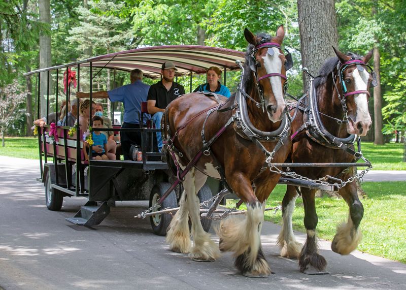 Horse-drawn carriage rides were available at the GroveFest event, held at Spiegel Grove on June 21.