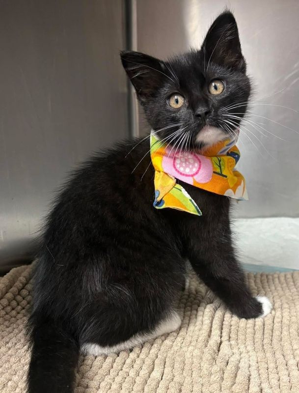 Dolly Purr-ton is approximately 9 to 10 weeks old and was surrendered to the Coshocton County Animal Shelter on June 23. She's friendly and very sweet. Dolly has been vaccinated, spayed, treated for fleas and fully vetted. For more information on adopting Dolly, visit coshoctoncounty.net/shelter/all-things-adoption.