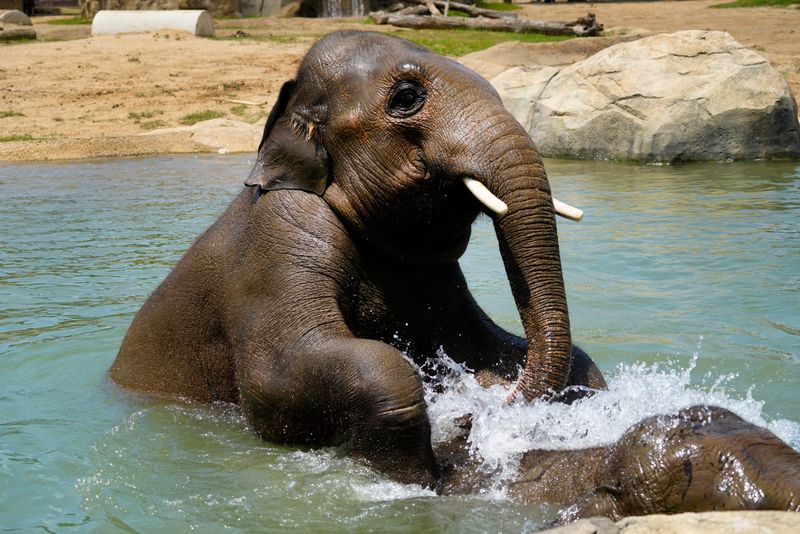 The two young male Asian elephants play in the pool at The Harry and Linda Fath Elephant Trek at the Cincinnati Zoo & Botanical Garden, Wednesday, June 25. The five-acre habitat offers various streams and pools to stay cool. The zoo has a total of eight Asian elephants, which are considered endangered.