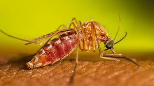 Warm weather accelerates mosquitoes' metabolism and breeding cycles, while humidity and rain increase the amount of standing water in which they breed, making summer a peak season for mosquito bites.