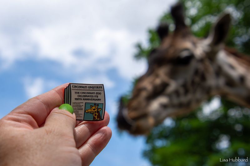 Get this limited edition Cincinnati Enquirer pin at the Cincinnati Zoo this July.