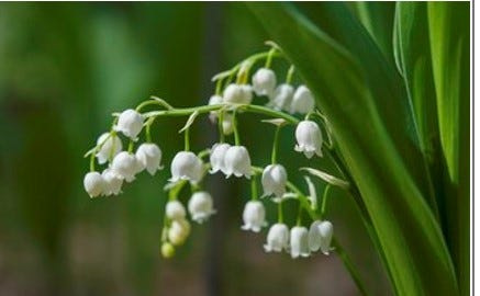 Lily of the valley has a fragrant spring scent.