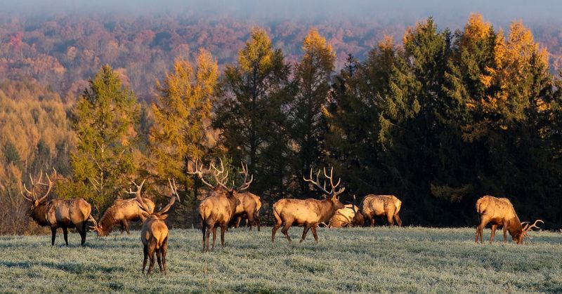 While elk can be seen in northcentral Pennsylvania throughout the year, autumn is the most popular time for tourists to see elk while they walk through the colorful fall foliage.