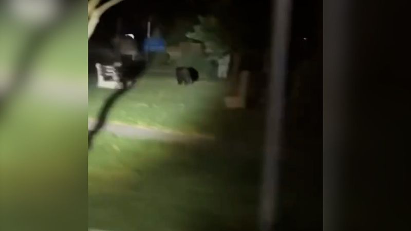 Black bear seen in Greater Cincinnati by Greenhills police officer