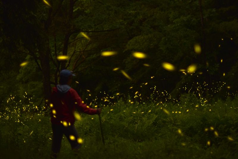 Firefly season has officially arrived in the Buckeye State, bringing a classic summer spectacle that is as scientifically fascinating as it is nostalgic.