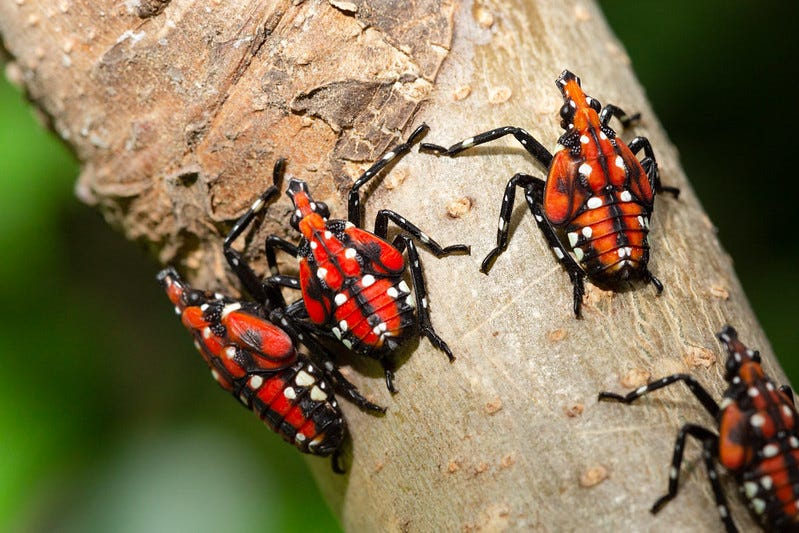 Spotted lanternflies feed on the sap of trees, vines, and perennials such as fruit trees, hops, maple, willow, and walnut.