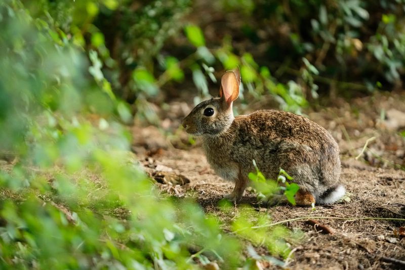 An Eastern cottontail rabbit grazes in Clintonville on the early morning of July 10, 2025.