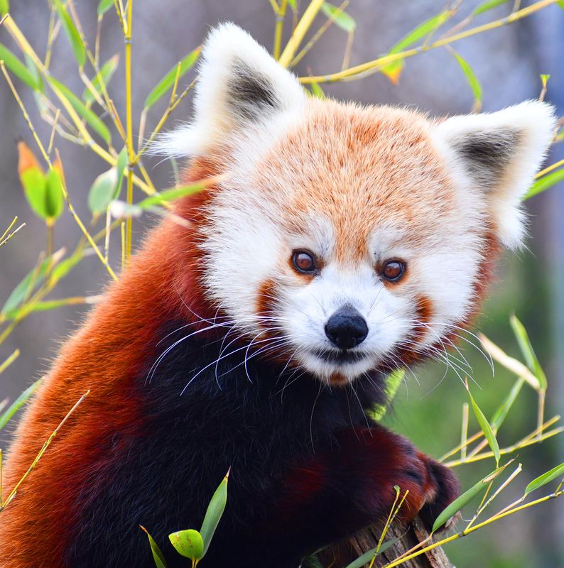 The Akron Zoo's Red Panda Lulu is being relocated to another zoo. '