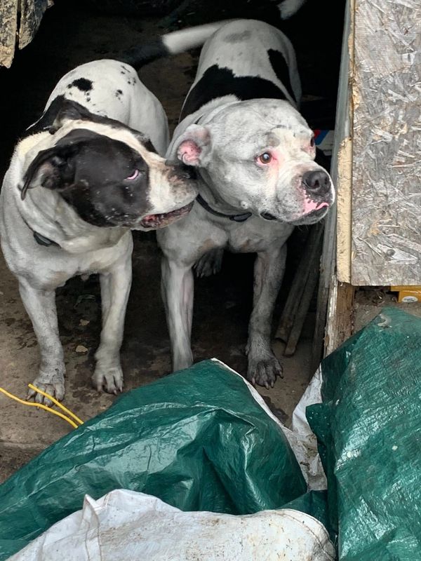 Firefighters say they rescued two pit bulls from a burning house at 1435 Eastview Ave. NE in Canton on the morning of July 14.